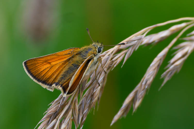 European Skipper